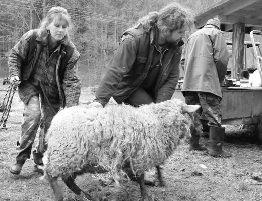 stříhání ovcí Vidovy