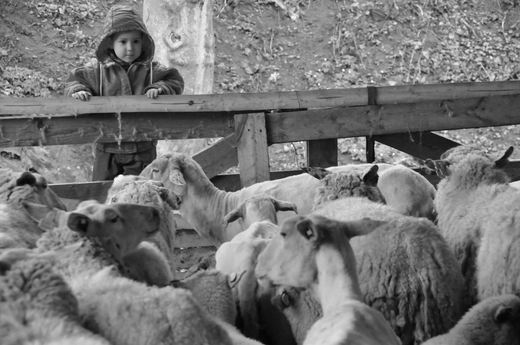 stříhání ovcí Vidovy
