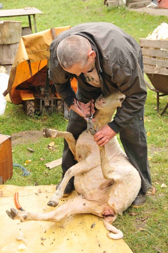 stříhání ovcí Zelené údolí